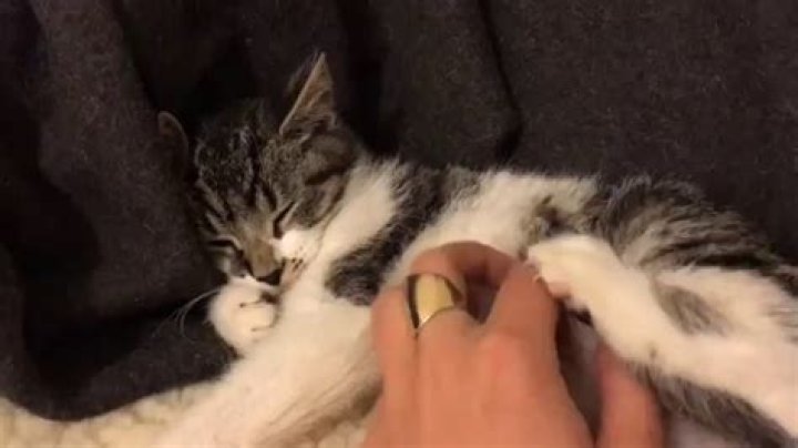 How to deal with a hissy cat?