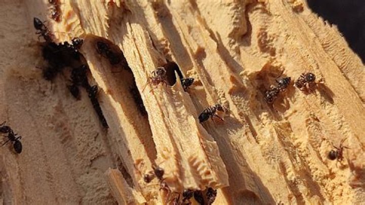 How to find white ant nest?