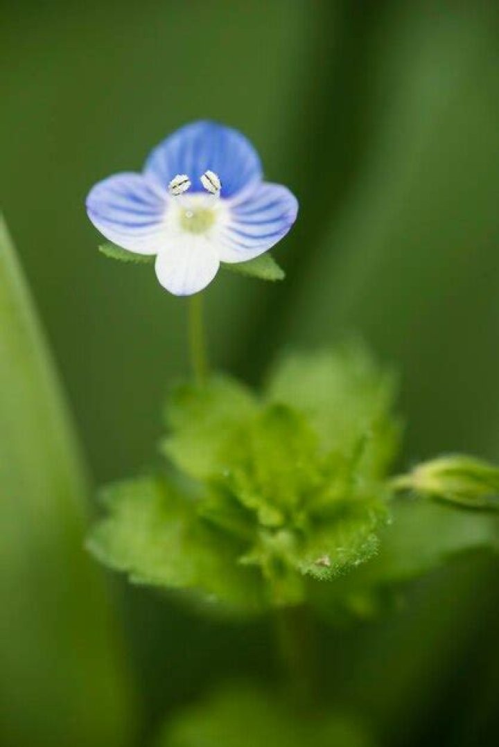 How to get rid of birdeye speedwell?