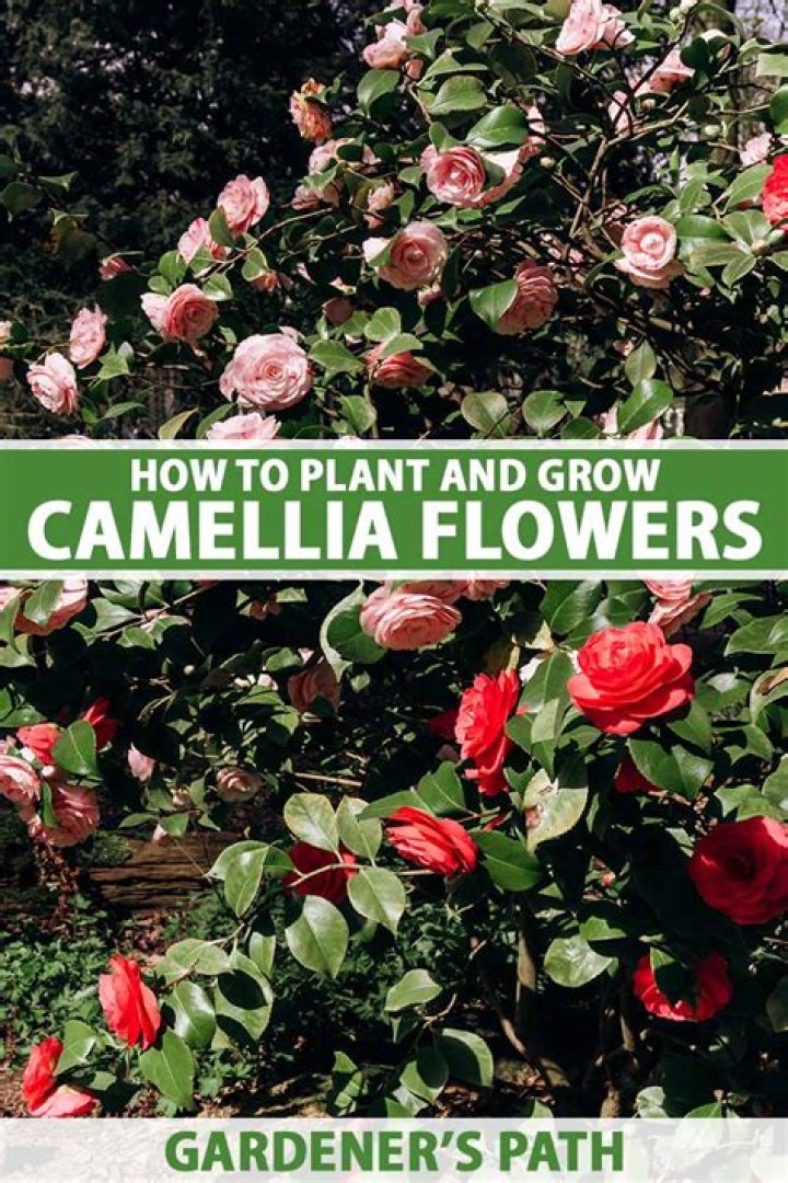 How to grow camellia?