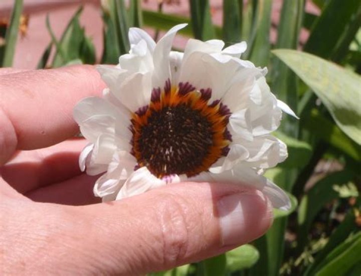 How to grow venidium from seed?
