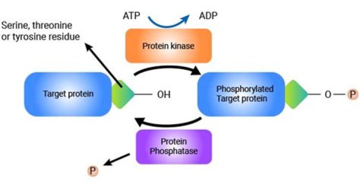 How to phosphorylate proteins?