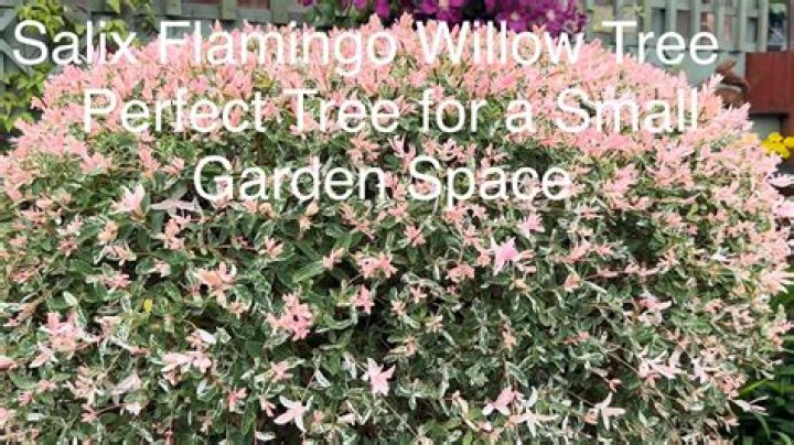 How to plant salix flamingo?