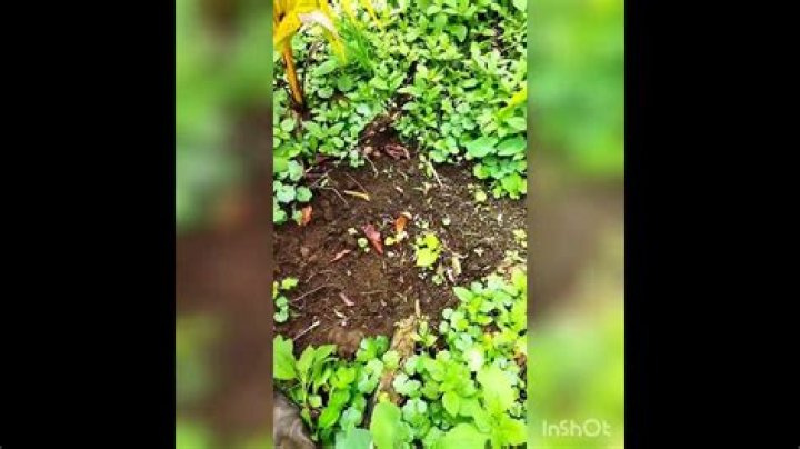 How to plant yaqona?