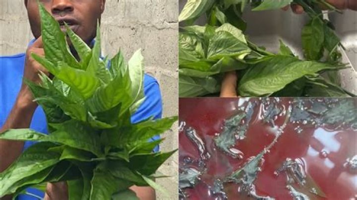 How to prepare justicia carnea?
