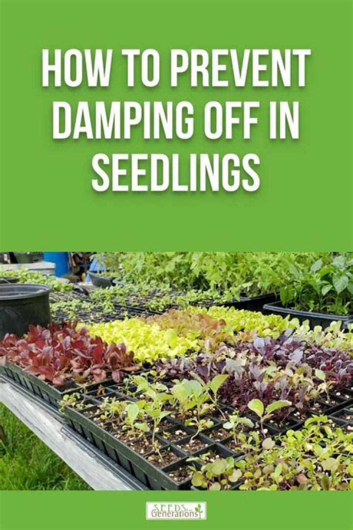 How to prevent damping off?