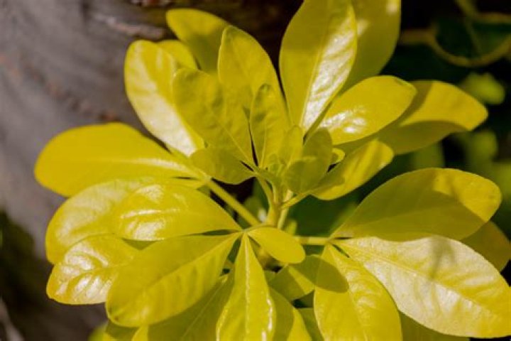 How to prune choisya ternata?