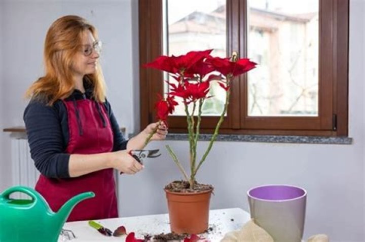 How to prune poinsettias?