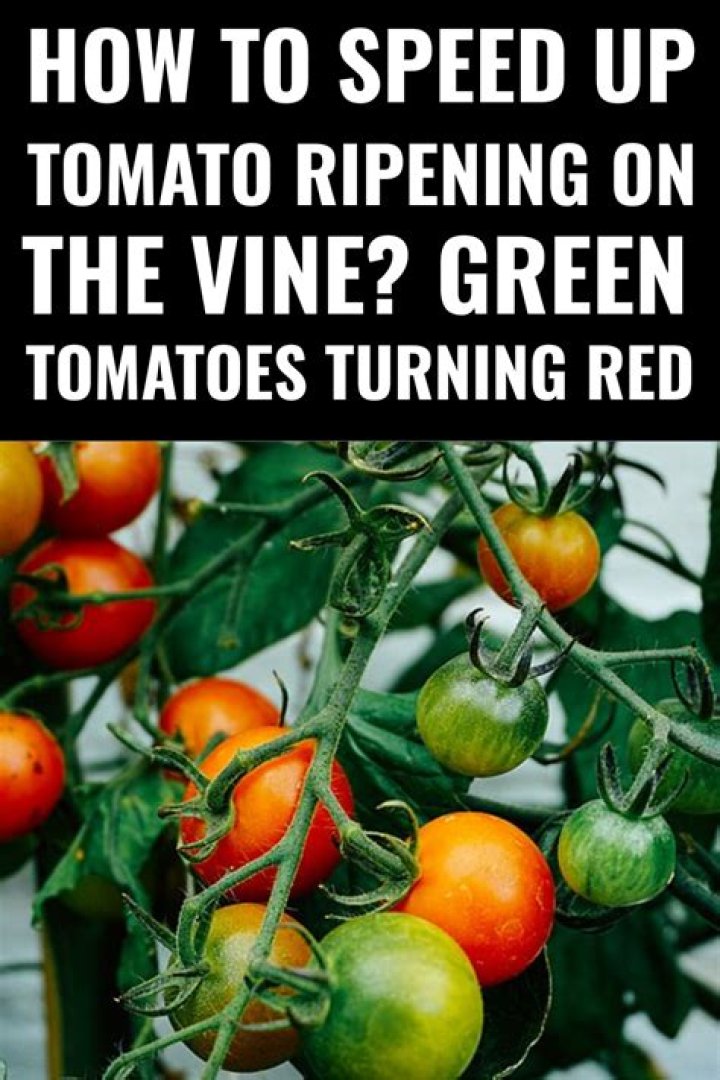 How to speed up tomato ripening?