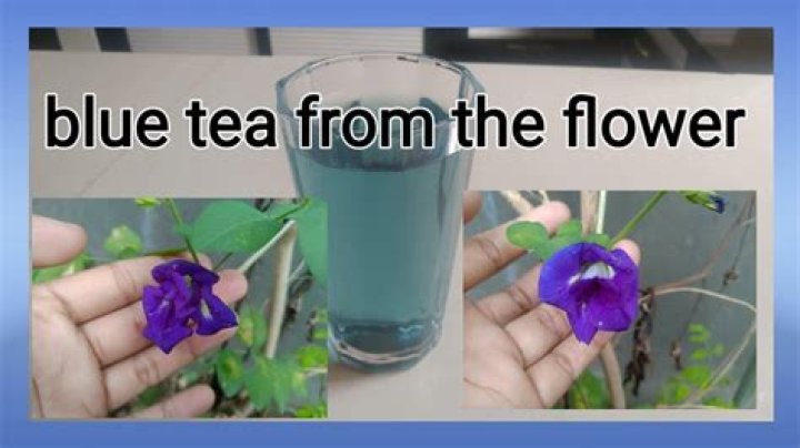 How to use blue ternate flower?