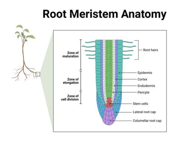 In a plant the meristem contains?