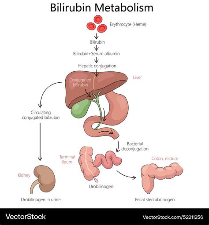 In blood bilirubin is with?