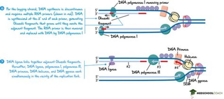 In dna replication the role of dna polymerase is to?