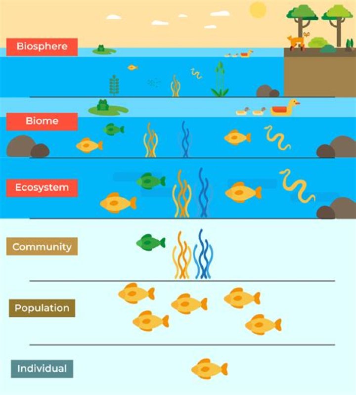 In ecology a population is defined as all the?