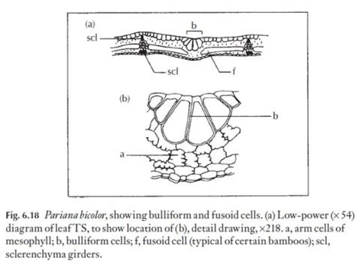 In grasses bulliform cells are present in?