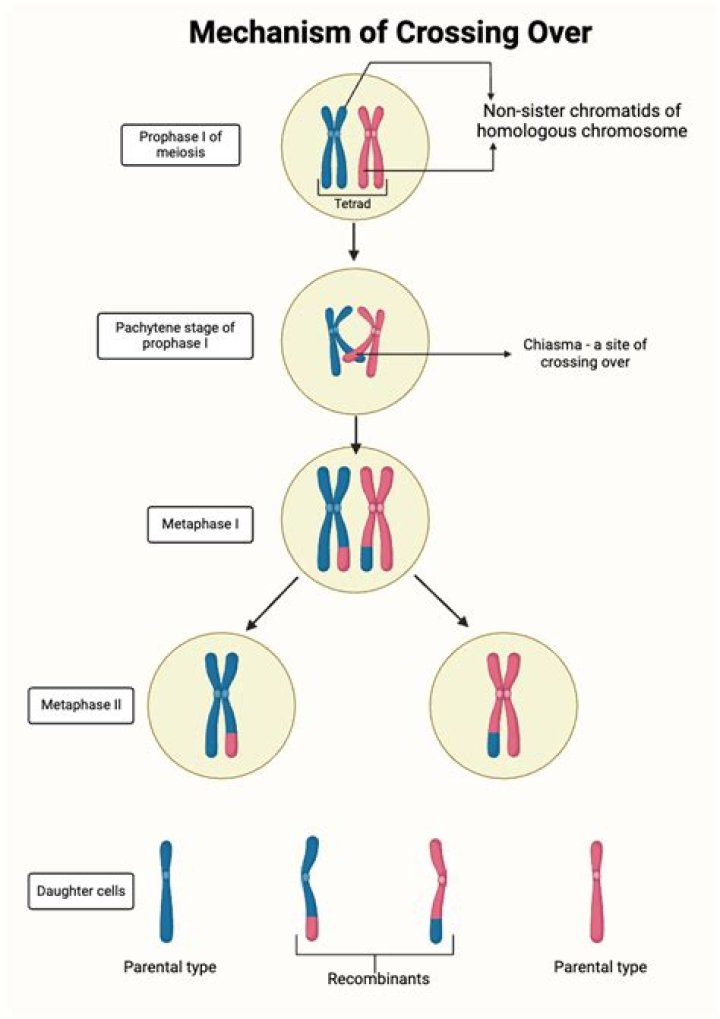 In meiosis when does crossing over occur?