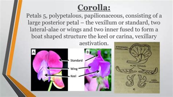 In papilionaceous corolla the position of wing is?