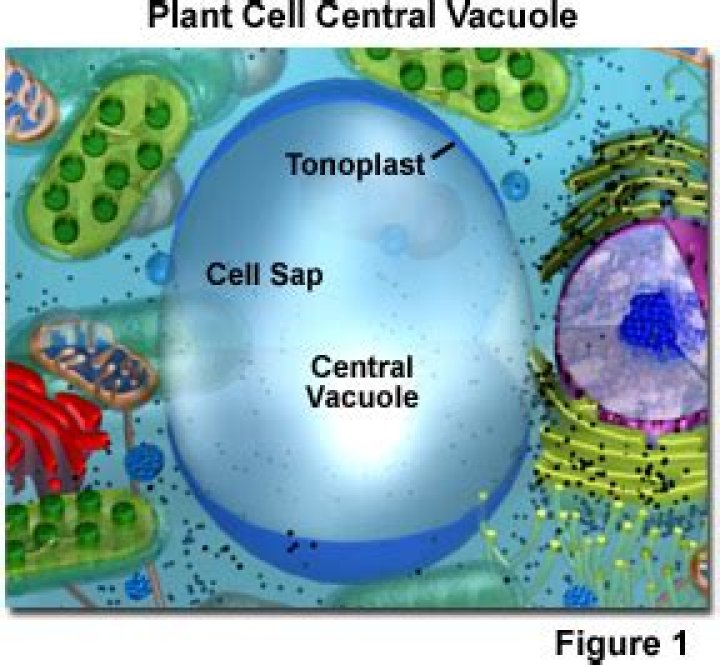 In plant cells vacuoles are?