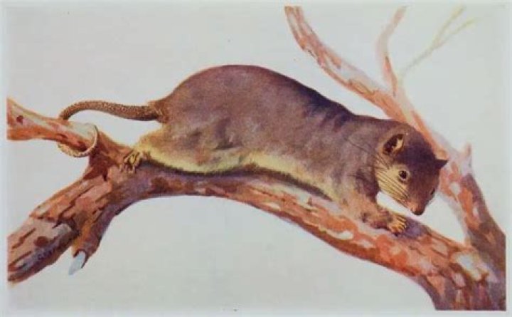 In primates prehensile tails are found exclusively in?