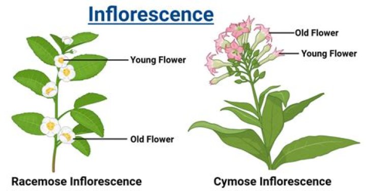 In raceme the flowers arrangement is?