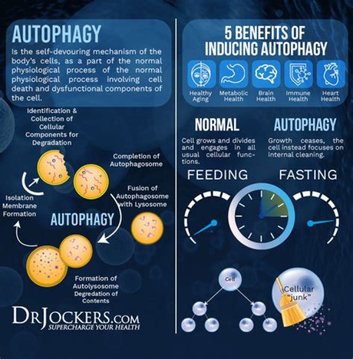In the brain autophagy?