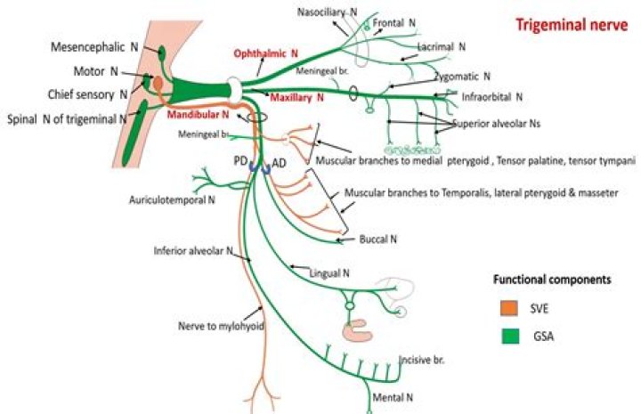 In the distribution of the trigeminal nerve?