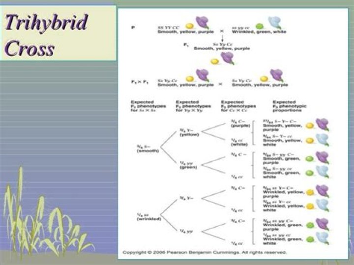 In trihybrid cross the number of gametes is?