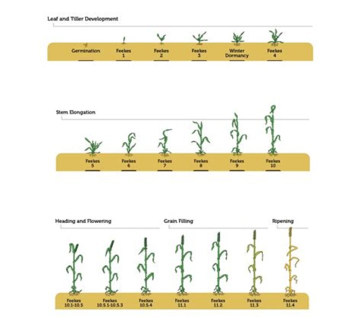 In which region was the wheat first grown?