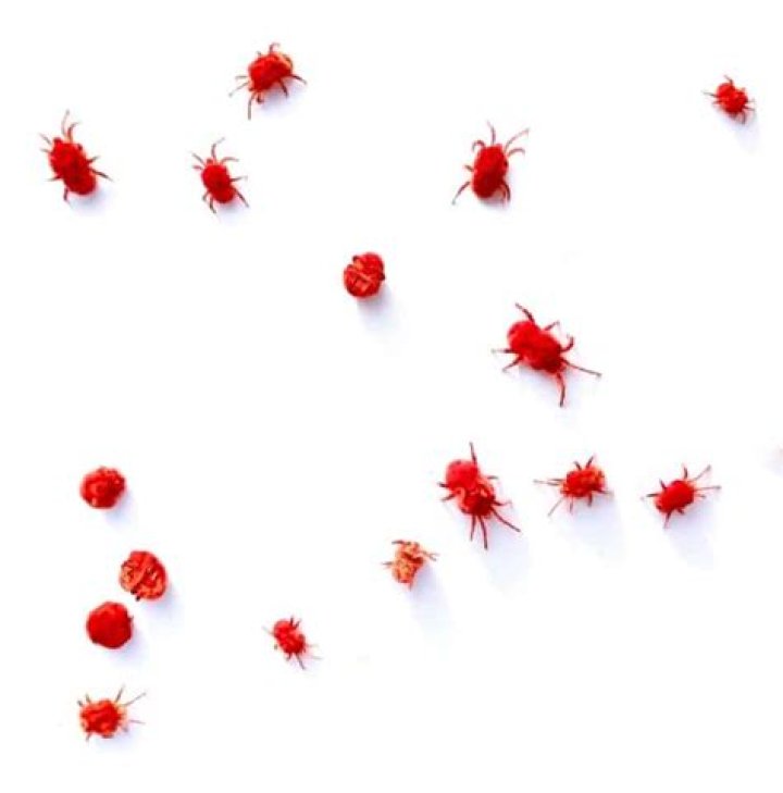Is a clover mite a chigger?