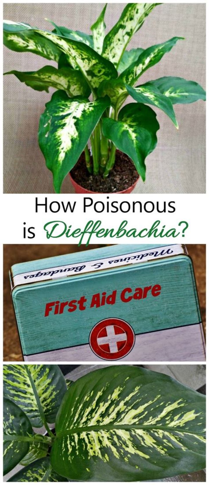 Is a dieffenbachia plant poisonous to humans?