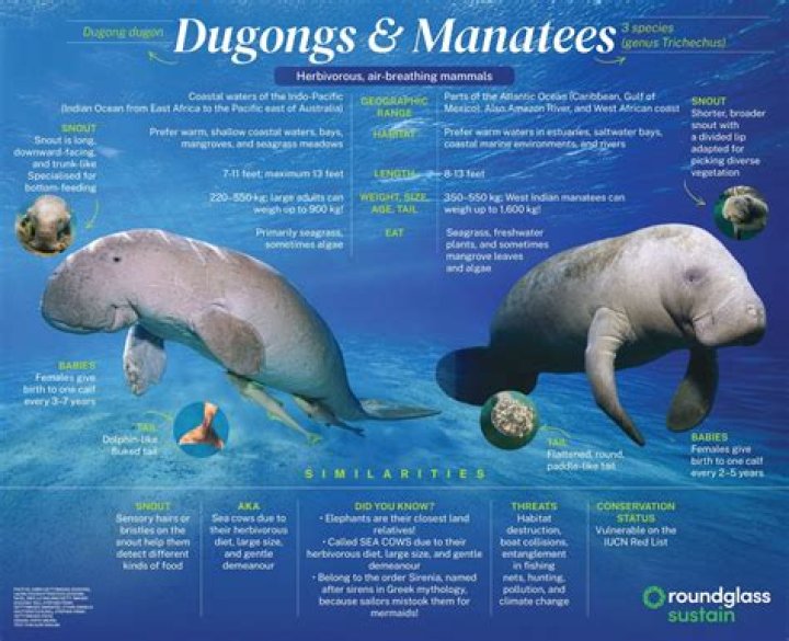 Is a dugong a manatee?