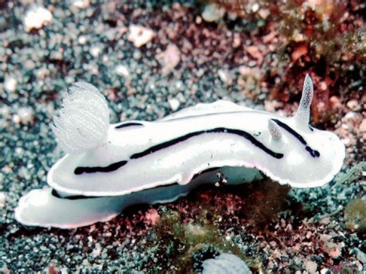Is a nudibranch a sea slug?