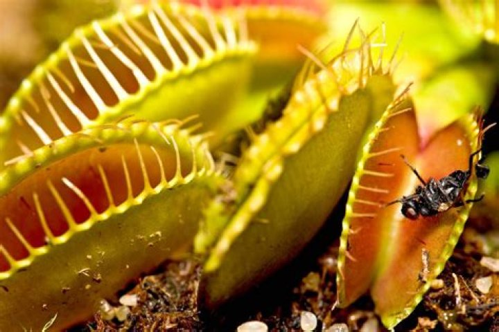 Is a venus fly trap a pitcher plant?