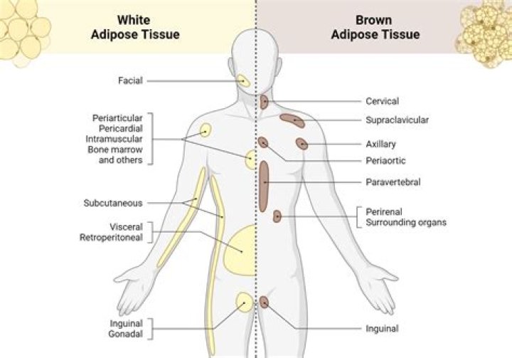 Is adipous a word?