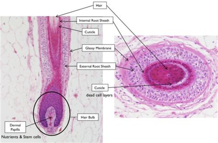 Is adnexa singular or plural?