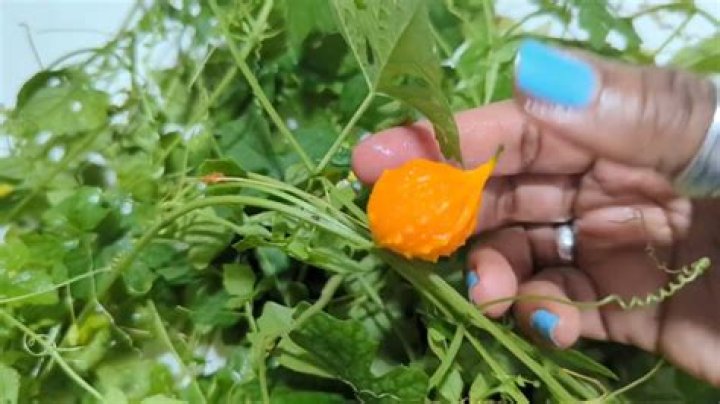 Is bitter melon poisonous?