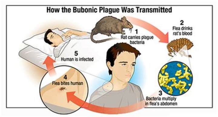 Is bubonic plague airborne?