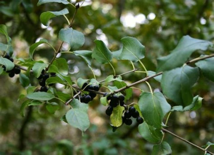 Is buckthorn a weed?