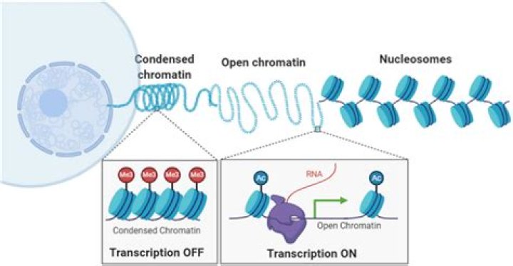 Is chromatin condensed or uncondensed?