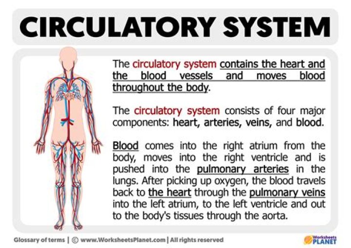Is circulatory system function?