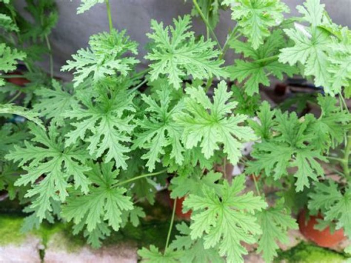 Is citronella safe for dogs?