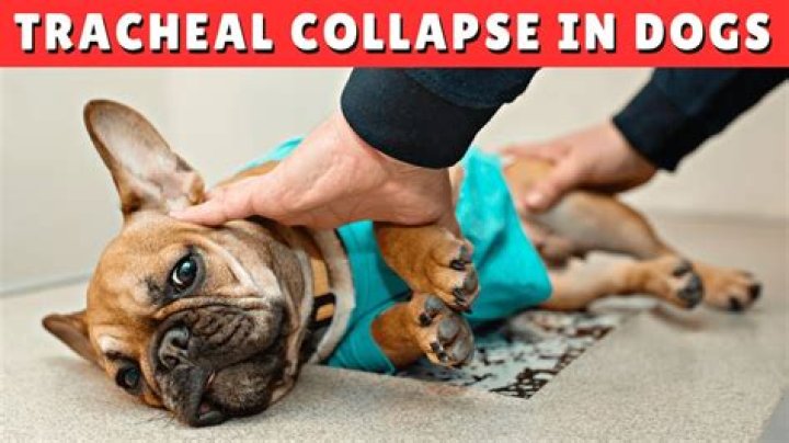 Is collapsed trachea in dogs painful?