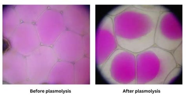 Is crenation and plasmolysis?
