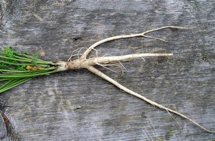 Is daucus carota invasive?