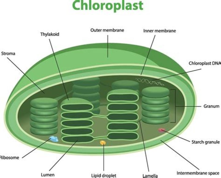 Is difference between chromoplast and chloroplast?