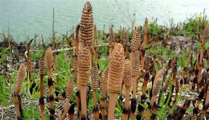 Is equisetum arvense edible?