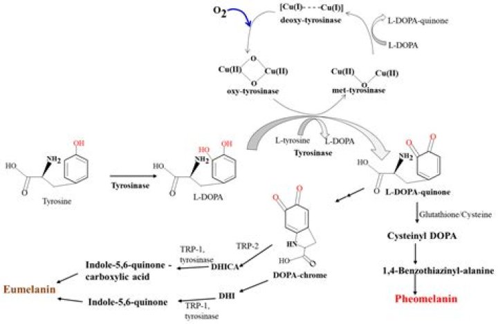 Is glycolic acid a tyrosinase inhibitor?