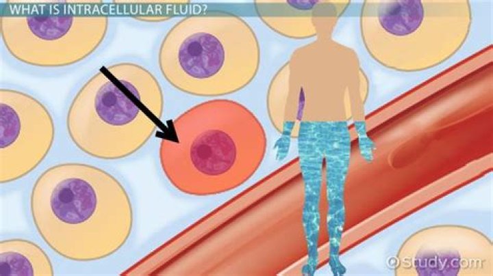 Is intracellular fluid negative?