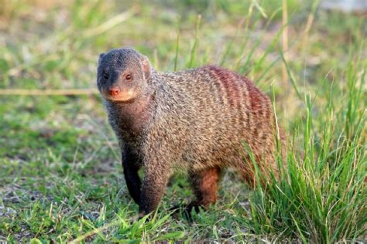 Is it mongooses or mongeese?