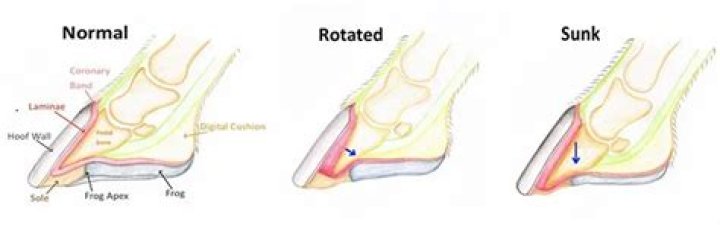 Is laminitis the same as founder?